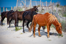 obx-wild-horses